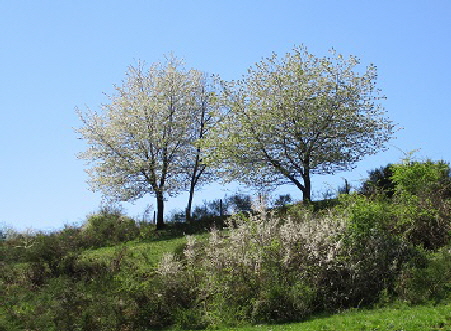 Laubb�ume